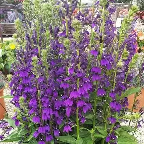 Lobelia 'Starship Blue' 3L - image 4