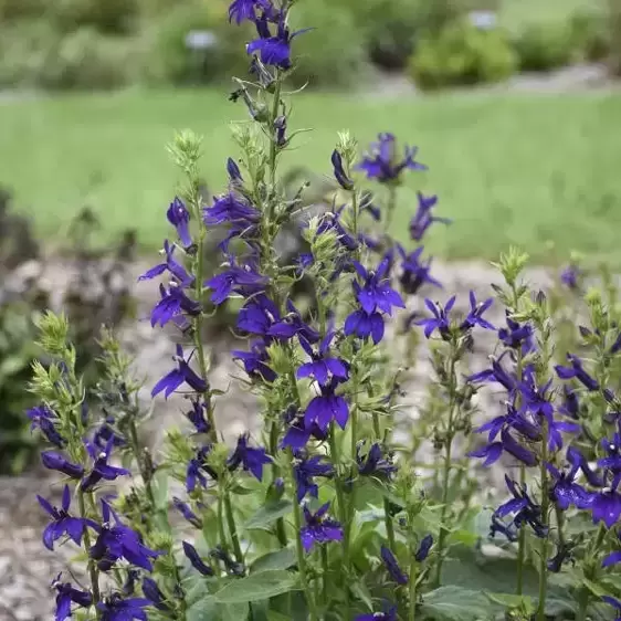 Lobelia 'Starship Blue' 3L - image 2