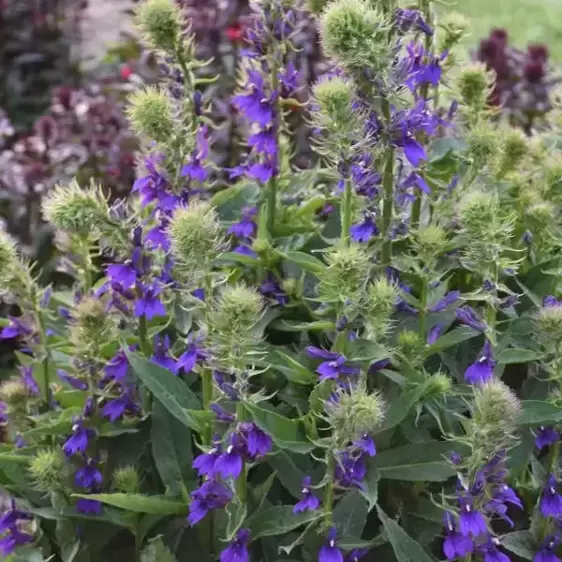 Lobelia 'Starship Blue' 3L - image 3