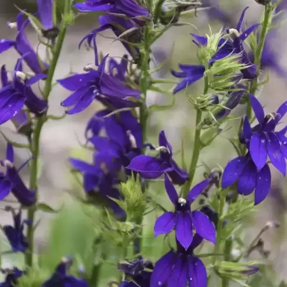 Lobelia 'Starship Blue' 3L - image 1