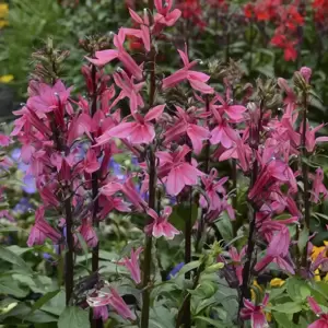 Lobelia 'Starship Deep Rose' 3L - image 1