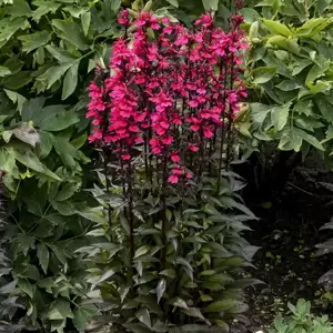 Lobelia 'Starship Deep Rose' 3L - image 2