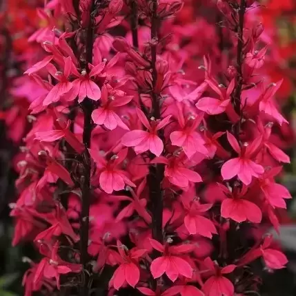 Lobelia 'Starship Deep Rose' 3L - image 3