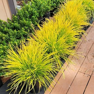 Lomandra 'Miners Gold'