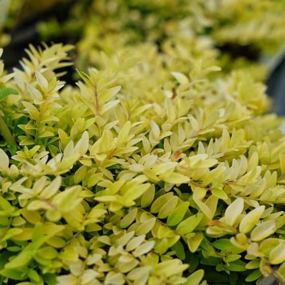 Lonicera nitida 'Banks of Gold'