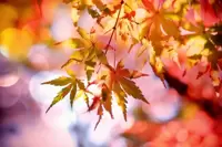 Looking Good this Autumn