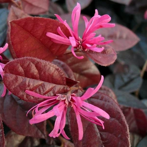 Loropetalum chinensis 'Fire Dance' 1.5L - image 2