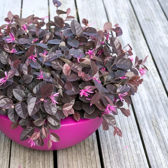 Loropetalum chinensis 'Fire Dance' 1.5L - image 3