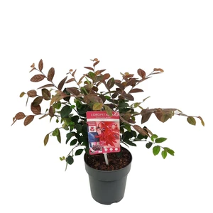 Loropetalum chinensis 'Fire Dance' 1.5L - image 4