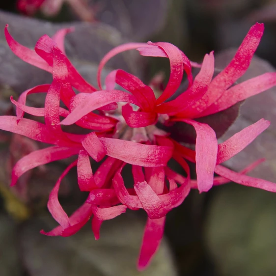 Loropetalum chinensis 'Fire Dance' 1.5L - image 1