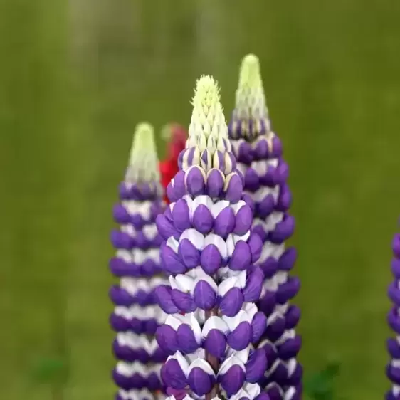 Lupinus West Country 'Blacksmith' 1L - image 2