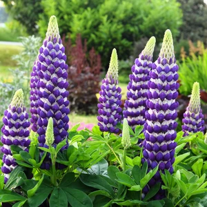 Image Credit: Walter Blom Plants B.V.