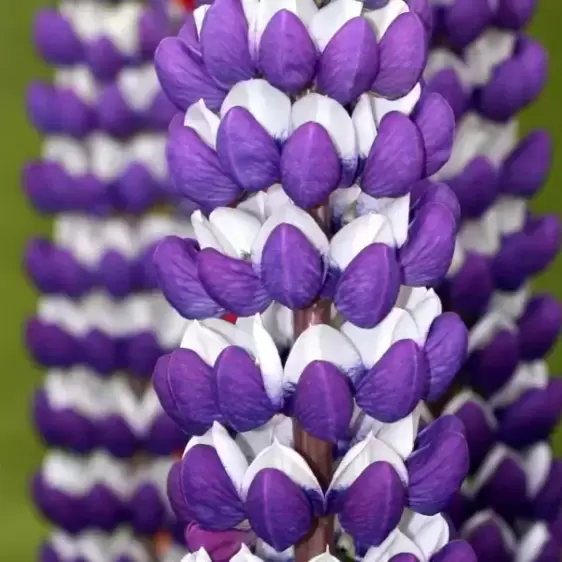 Lupinus West Country 'Blacksmith' 1L - image 1