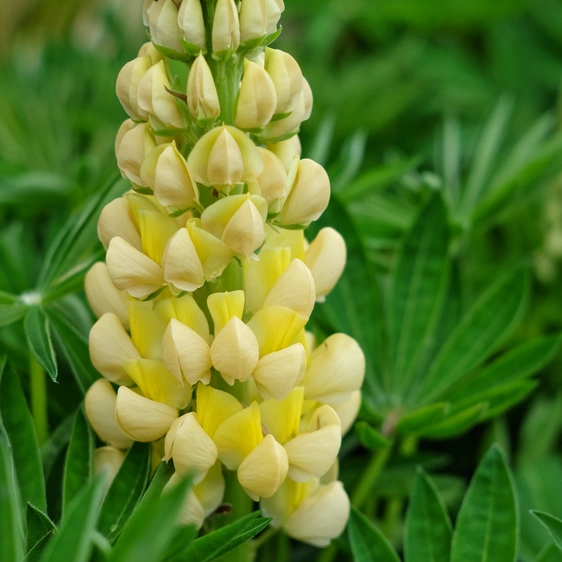 Lupinus West Country 'Desert Sun' 1L - image 1