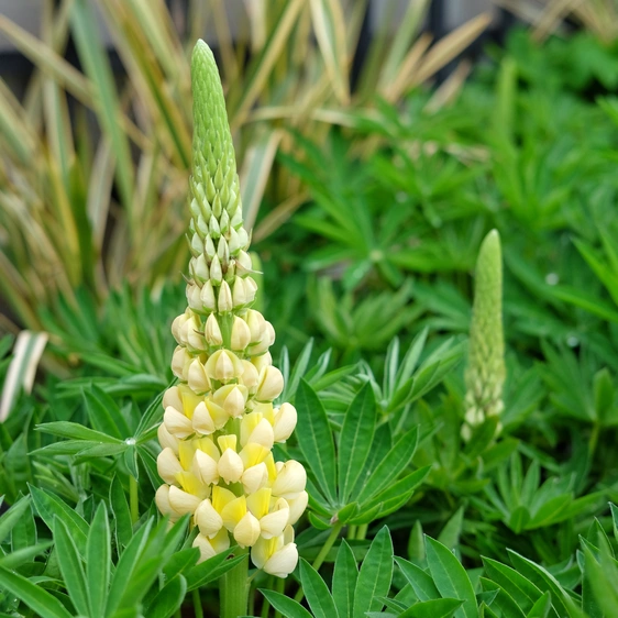 Lupinus West Country 'Desert Sun' 1L - image 2