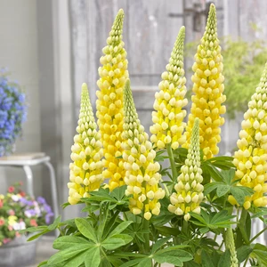 Image Credit: Walter Blom Plants B.V.