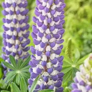 Lupinus West Country 'King Canute' 1L