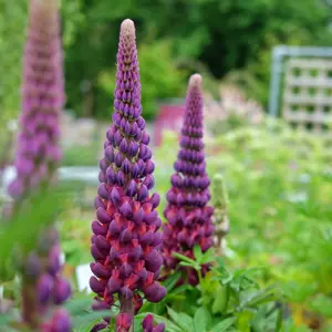 Lupinus West Country 'Masterpiece'