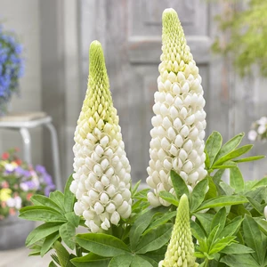 Image Credit: Walter Blom Plants B.V.