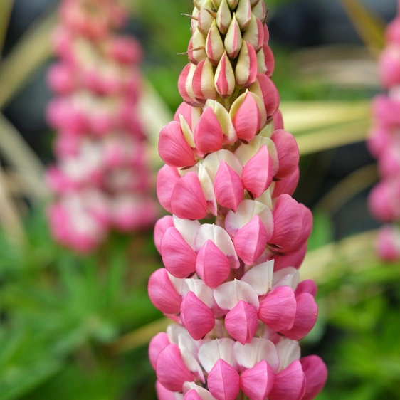 Lupinus West Country 'Rachel De Thame' 1L