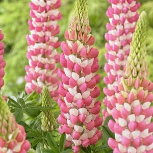 Image Credit: Walter Blom Plants B.V.