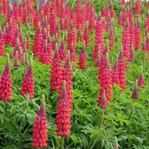 Lupinus West Country 'Red Rum'