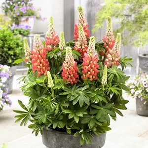 Image Credit: Walter Blom Plants B.V.