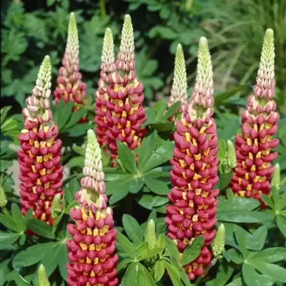 Lupinus West Country 'Tequila Flame' 1L