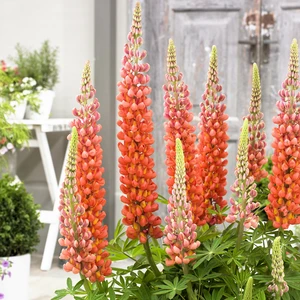 Image Credit: Walter Blom Plants B.V.