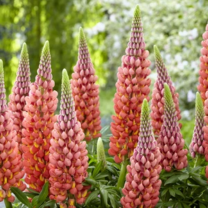 Image Credit: Walter Blom Plants B.V.