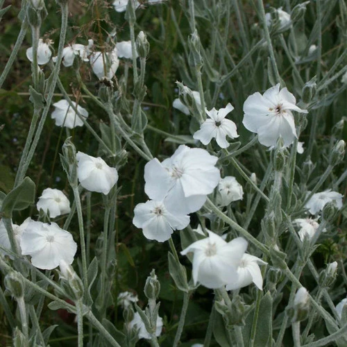 Lychnis coronaria 'Alba' - Cowell's Garden Centre | Woolsington