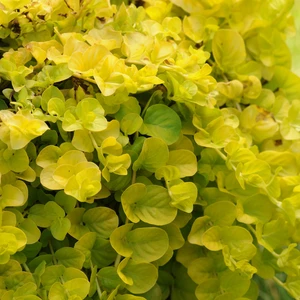 Lysimachia nummularia 'Goldilocks' 10.5cm