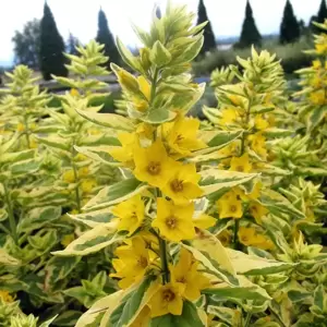 Lysimachia punctata Walberton's® 'Golden Alexander' - © PlantHaven®