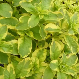 Lysimachia punctata Walberton's® 'Golden Alexander' - © PlantHaven®