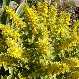 Lysimachia punctata Walberton's® 'Golden Alexander' - © PlantHaven®