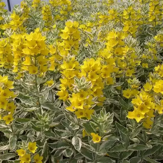 Lysimachia punctata 'Walberton's Golden Alexander' - image 4