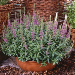 Lythrum salicaria 'Robin' 1L