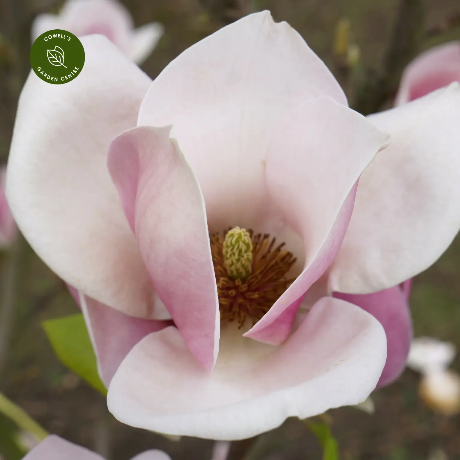 Magnolia x soulangeana 'Cameo' - Cowell's Garden Centre | Woolsington