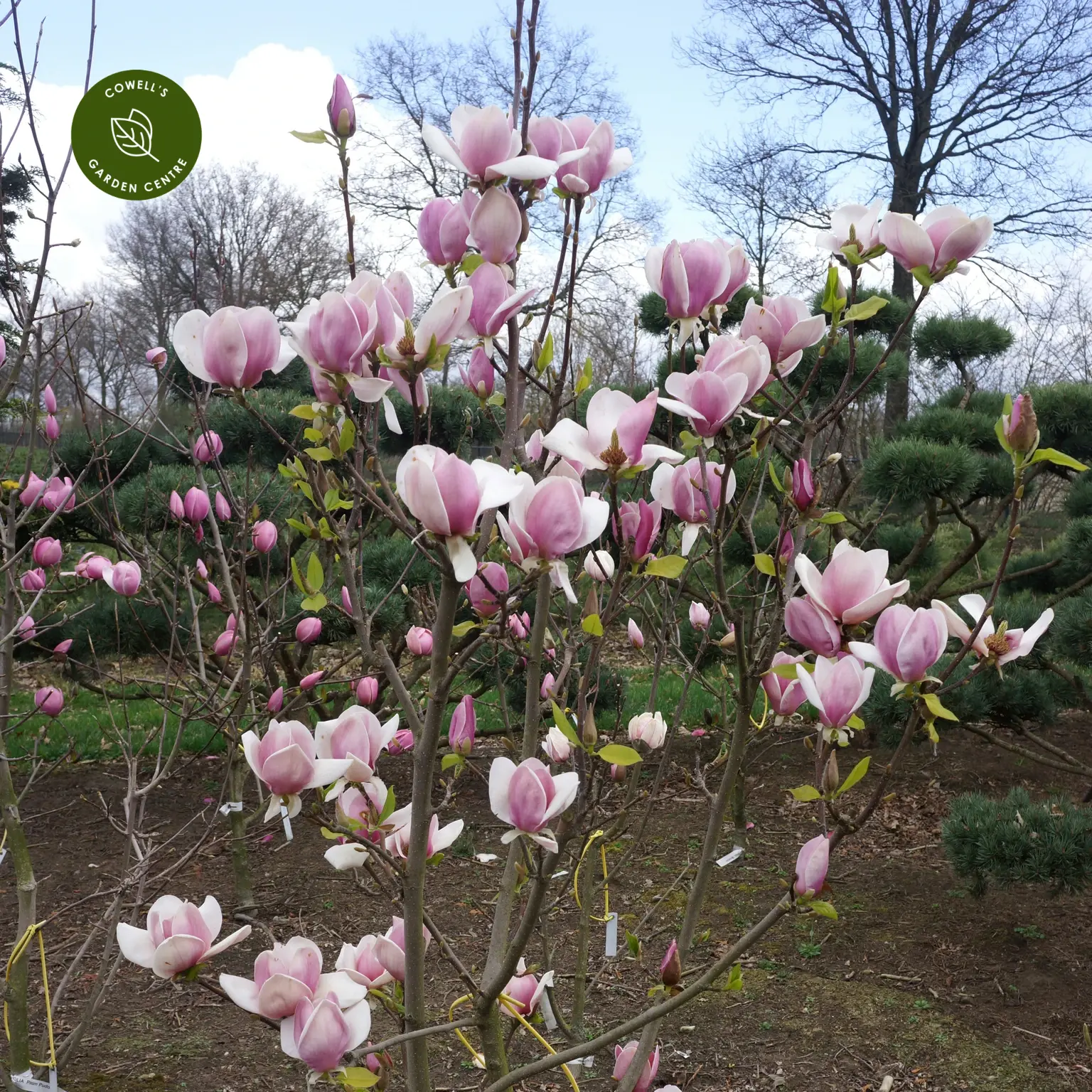 Magnolia x soulangeana 'Cameo' - Cowell's Garden Centre | Woolsington