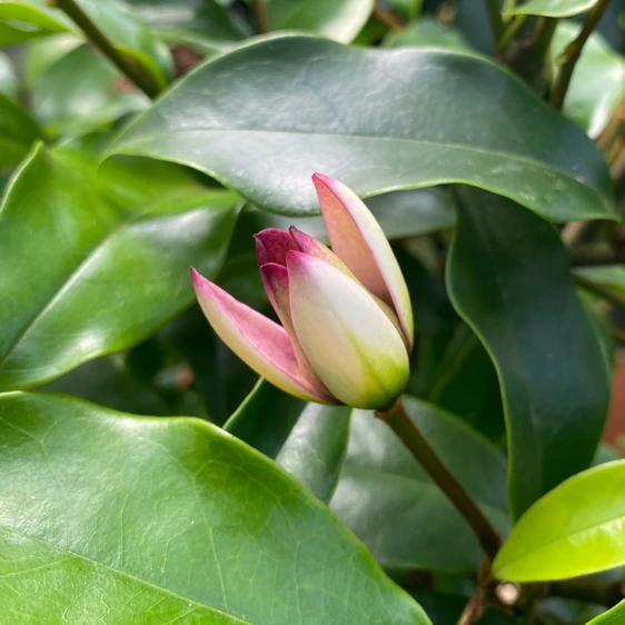 Magnolia figo 'Stellar Ruby' - image 7