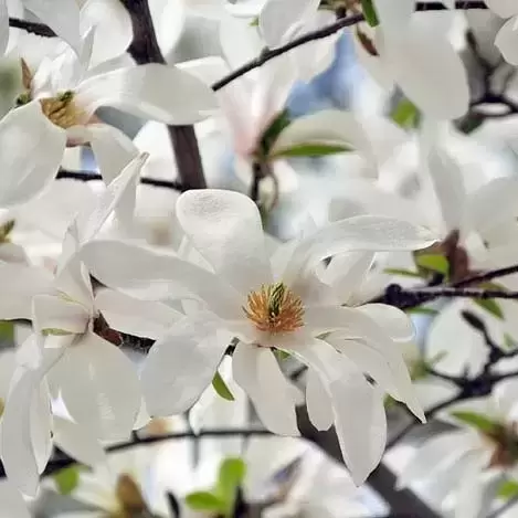 Magnolia stellata 5L - image 1