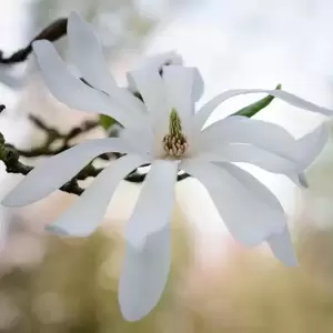 Magnolia stellata 5L - image 2