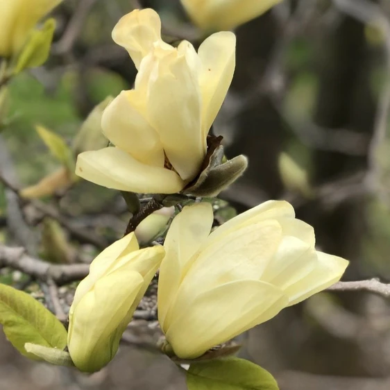 Magnolia 'Yellow Lantern' - image 2