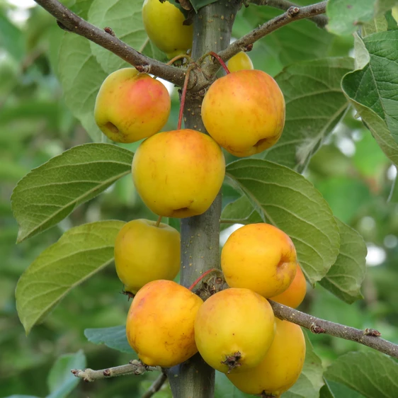 Malus 'Butterball'