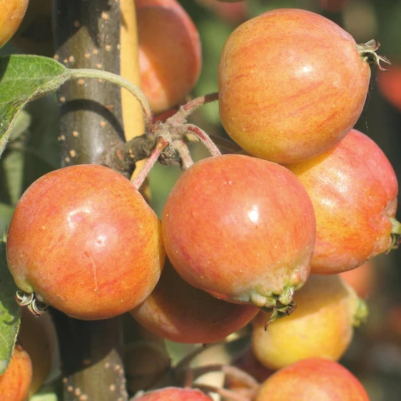 Malus 'Evereste'