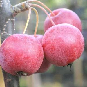 Malus x atrosanguinea 'Gorgeous'