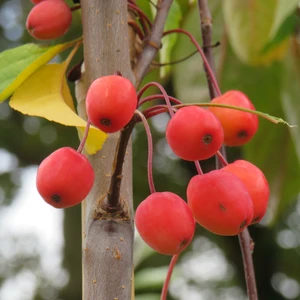 Malus 'Indian Magic'