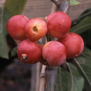 Malus x robusta 'Red Sentinel' 12L