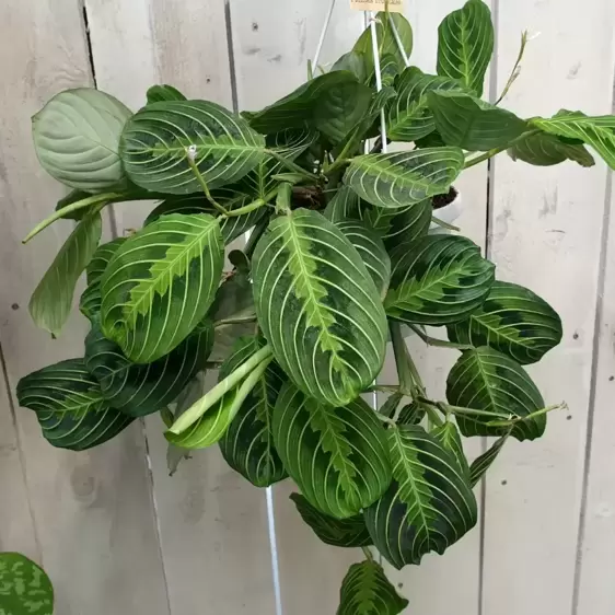 Maranta leuconeura var. erythroneura 'Lemon Lime' 15cm Hanging Pot - image 2