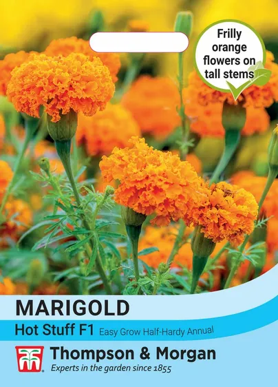 Marigold (African) Hot Stuff F1 - image 1